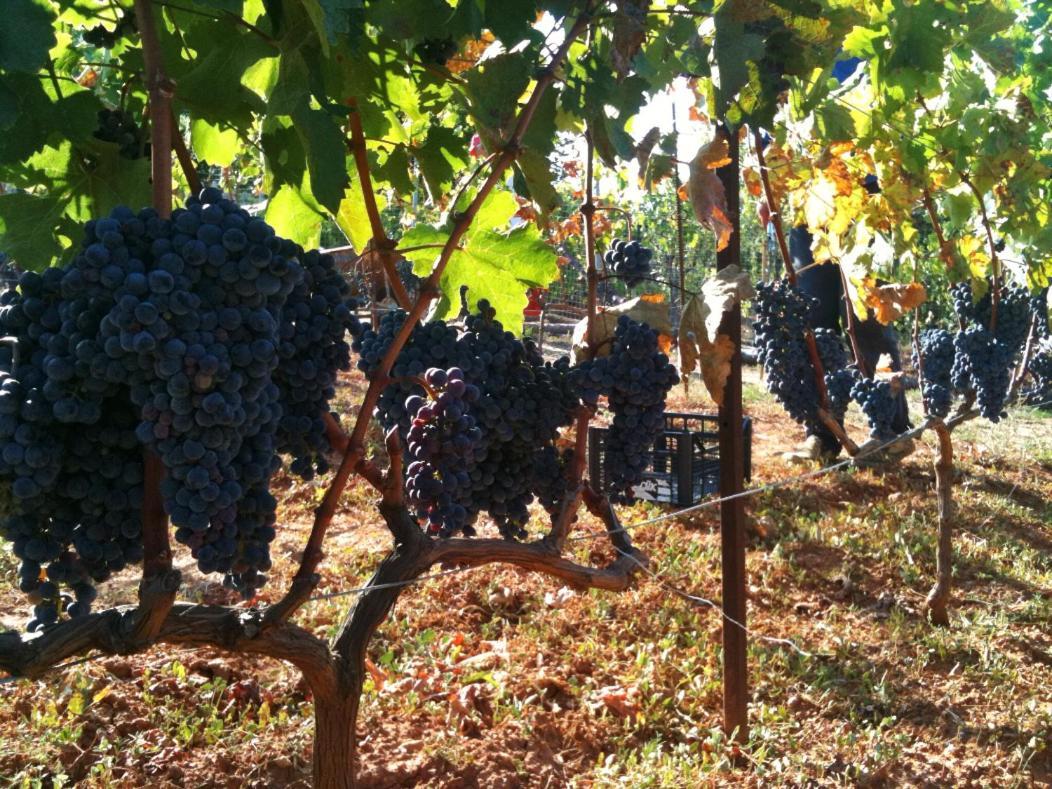 Vineyard With Panoramic Seaview Alexandroupoli