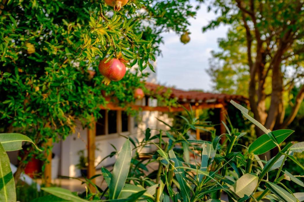 Villa Vineyard With Panoramic Seaview Alexandroupoli