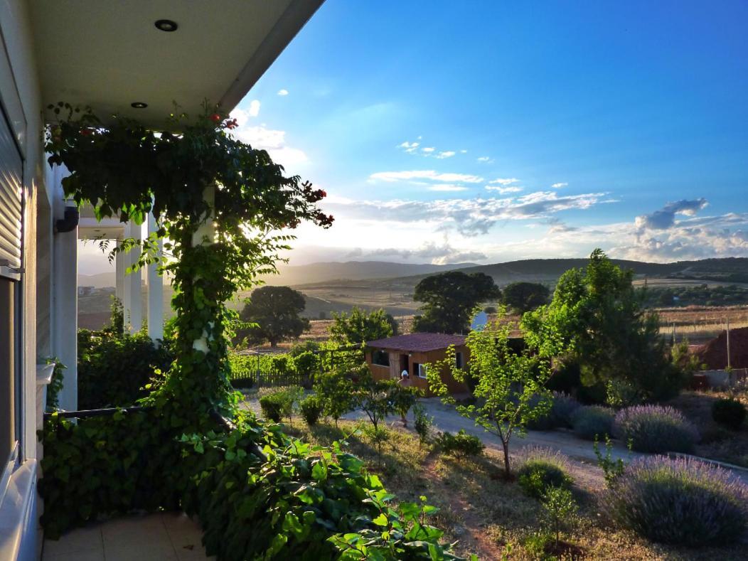 Vineyard With Panoramic Seaview Alexandroupoli